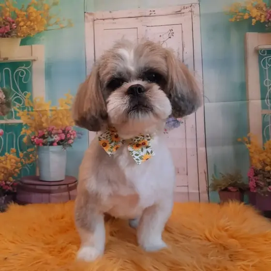 Cățel aranjat, pe covorașul pufos din salon