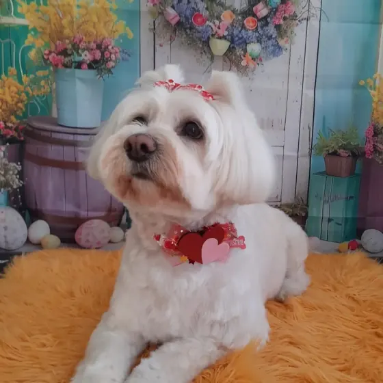 Cățel aranjat, pe covorașul pufos din salon