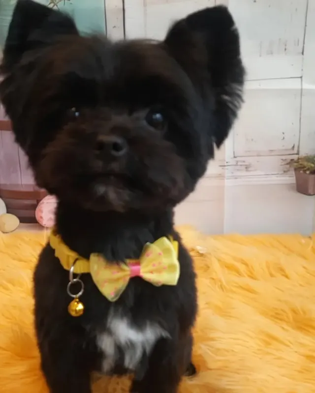 Cățel negru cu papion galben, după tuns