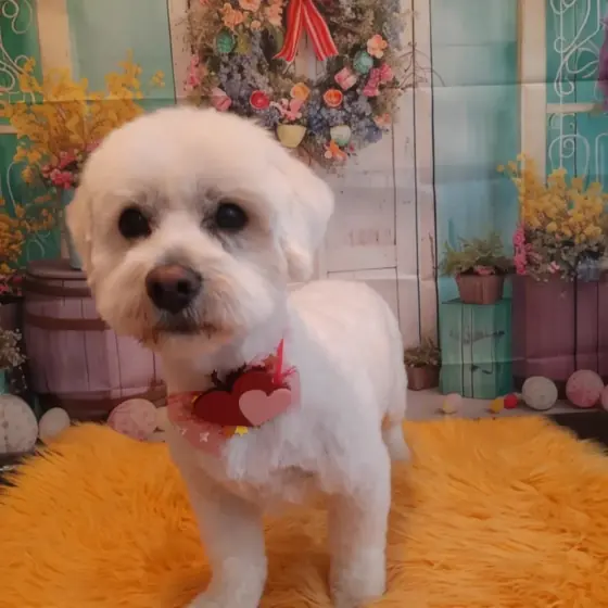 Cățel aranjat, pe covorașul pufos din salon