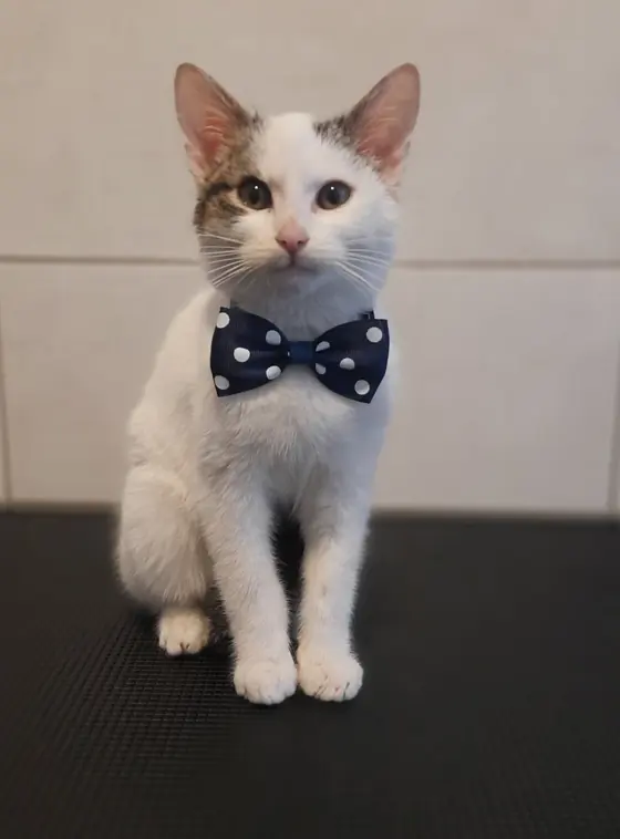 Pisică tunsă, cu accesoriu de final