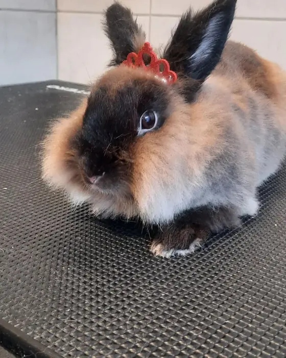Iepuraș îngrijit, cu fundiță, pe masa de grooming
