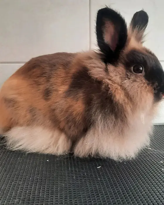 Iepuraș îngrijit, cu fundiță, pe masa de grooming