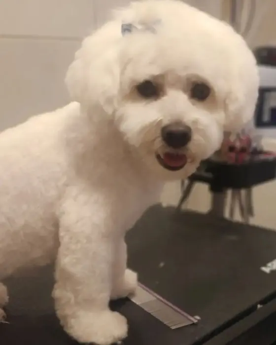 Cățel proaspăt tuns, pe masa de grooming