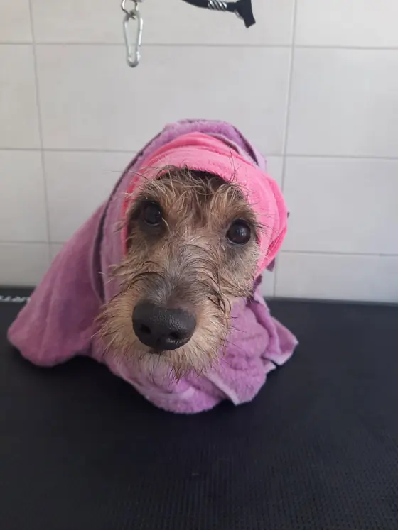 Blănos după baie și tuns, în salonul nostru