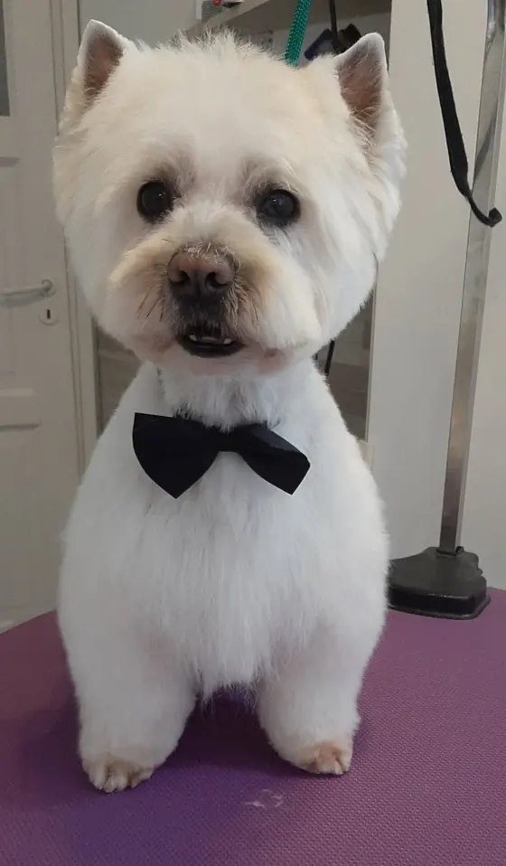 Cățel proaspăt tuns, pe masa de grooming