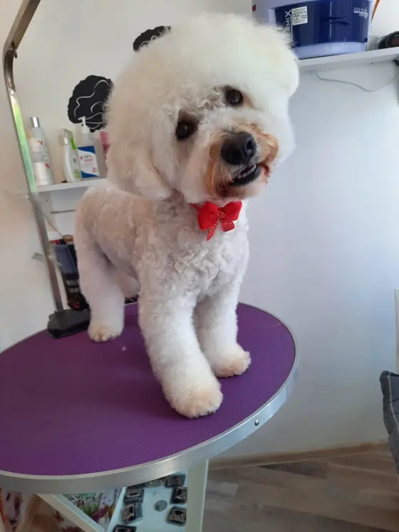 Blănos după baie și tuns, în salonul nostru