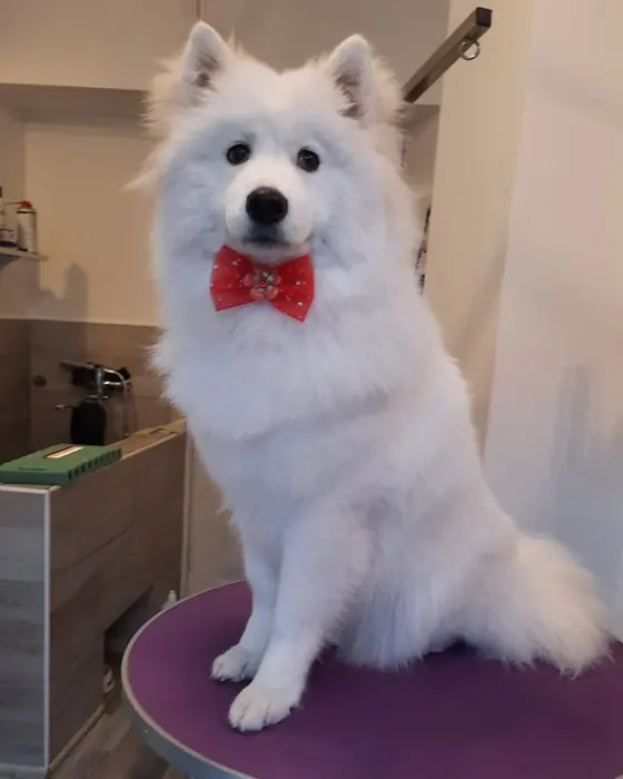 Cățel proaspăt tuns, pe masa de grooming