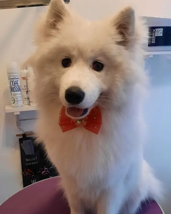Cățel proaspăt tuns, pe masa de grooming