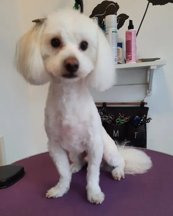 Blănos după baie și tuns, în salonul nostru