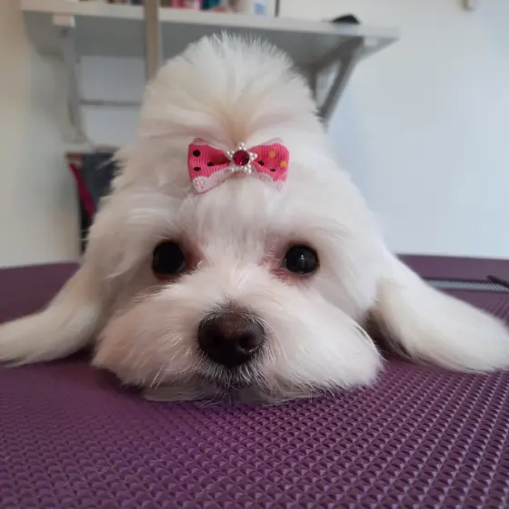 Cățel aranjat, gata de plecare acasă