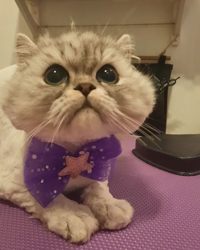 Pisică cu papion mov, pe masa de grooming