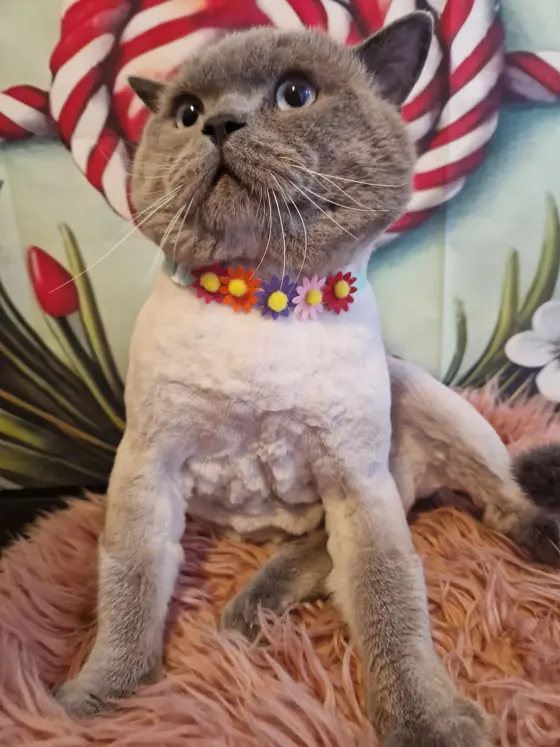 Iepuraș îngrijit, pe masa de grooming