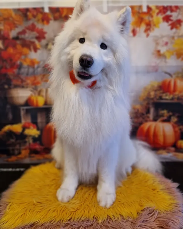 Samoyed alb cu papion, în decorul de toamnă