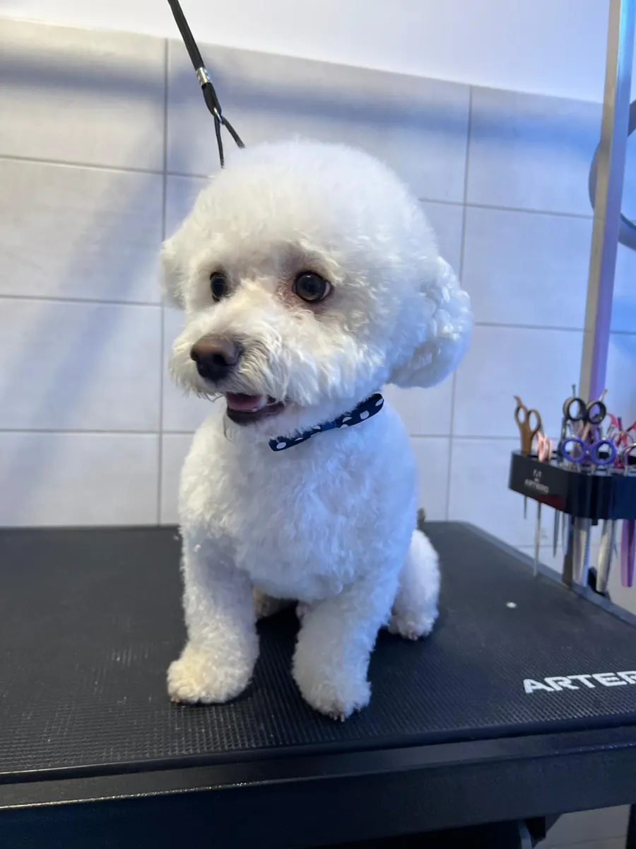Cățel alb proaspăt tuns, pe masa de grooming din salonul nostru